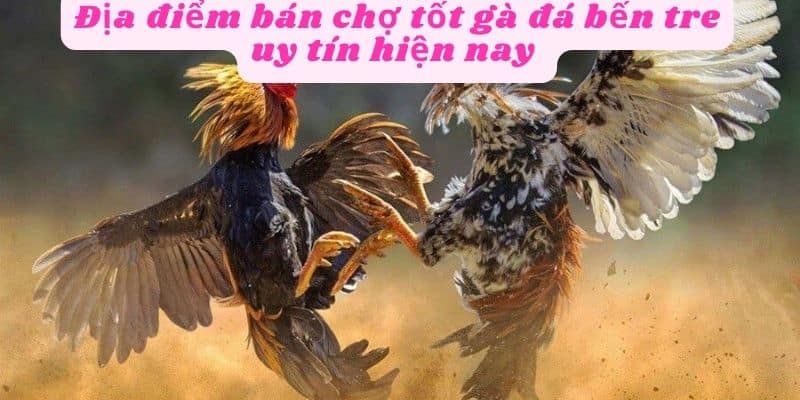 Địa điểm bán chợ tốt gà đá bến tre hiện nay