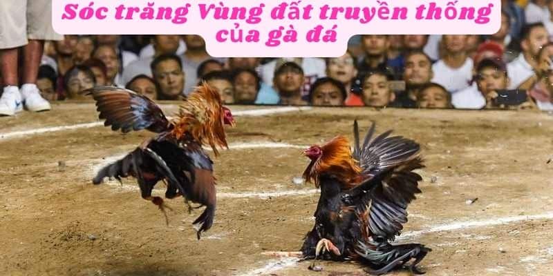 Truyền thống đá gà Sóc Trăng