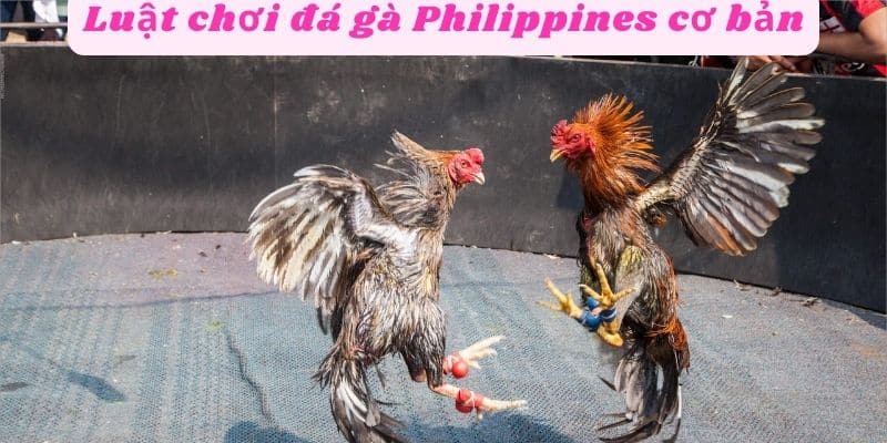 Luật chơi đá gà Philippines cơ bản