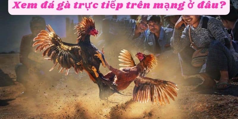 Xem đá gà trực tiếp trên mạng ở đâu