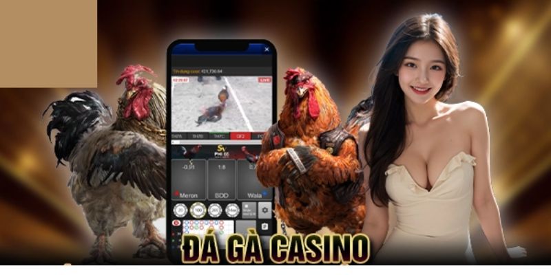 Giới thiệu về đá gà casino hiện nay