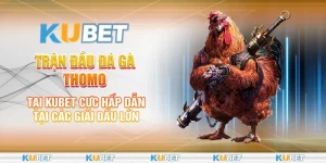 đá gà Thomo tại Kubet